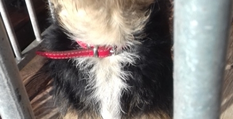 dog sowiniec 2